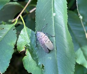 Read more about the article Spotted Lanternfly: Management & Mitigation